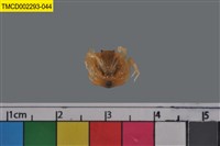 藏品(短指和尚蟹)的圖片